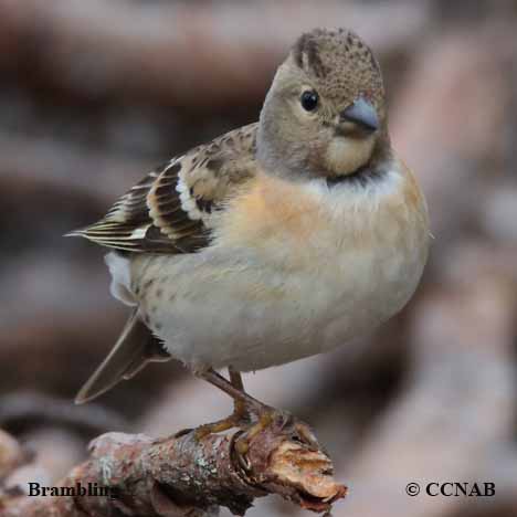 Birds of North America