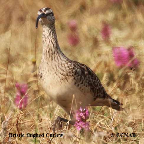 Bristle-thighed Curlew