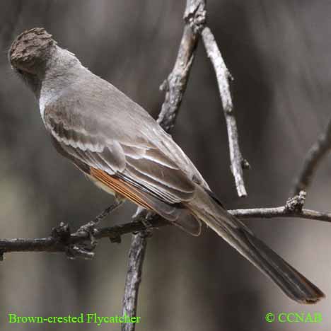 Birds of North America