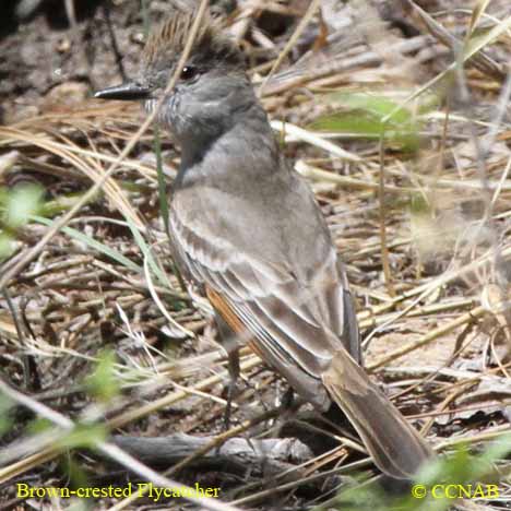 Birds of North America