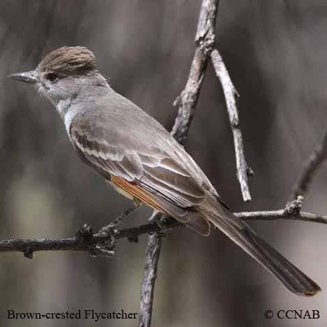 Brown-crested Flycatcher