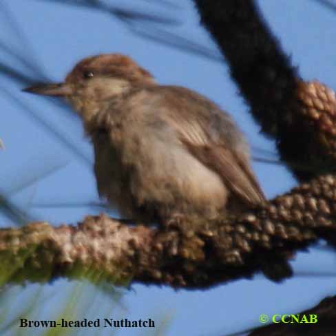 North American Nuthatches