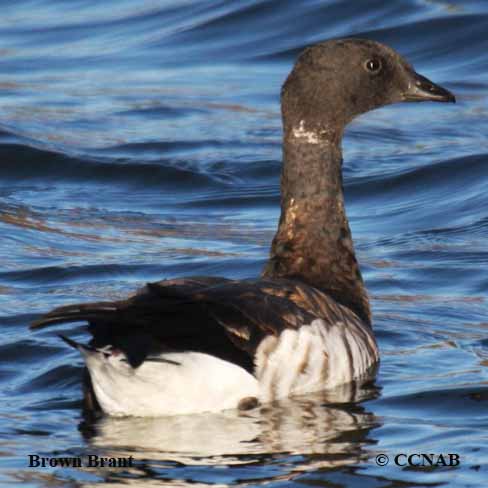 Birds of North America