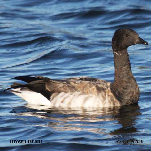 Birds of North America