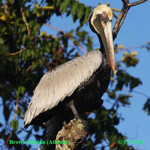 Birds of North America 