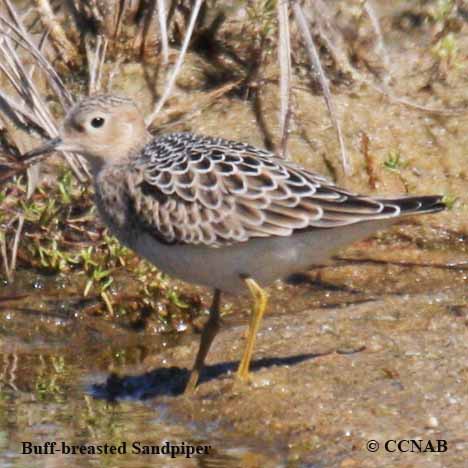 Birds of North America