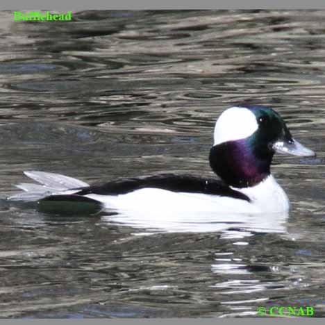 Birds of North America