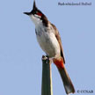 Bulbuls