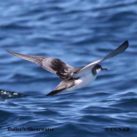 Birds of North America