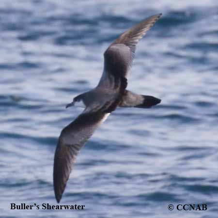 Birds of North America