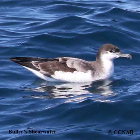 Birds of North America