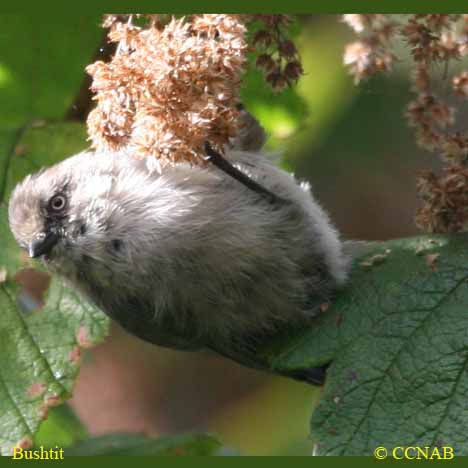 North American Birds