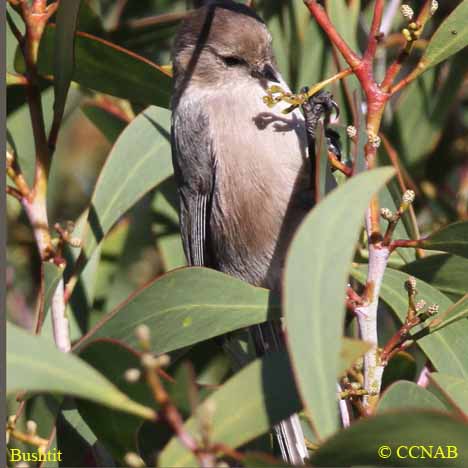 North American Birds