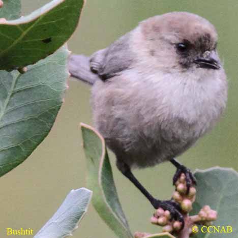 North American Birds