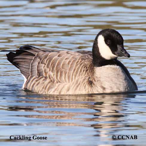 Birds of North America