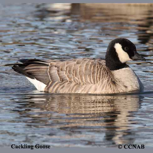 Birds of North America