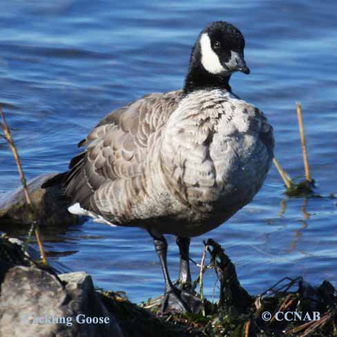 Birds of North America