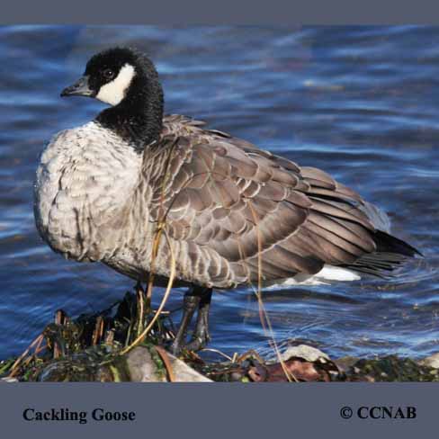 Cackling Goose