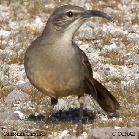 North American Thrashers