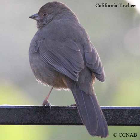 Birds of North America