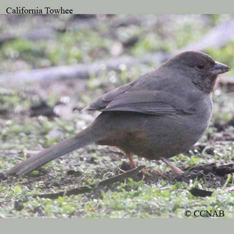 Birds of North America