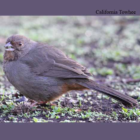 Birds of North America