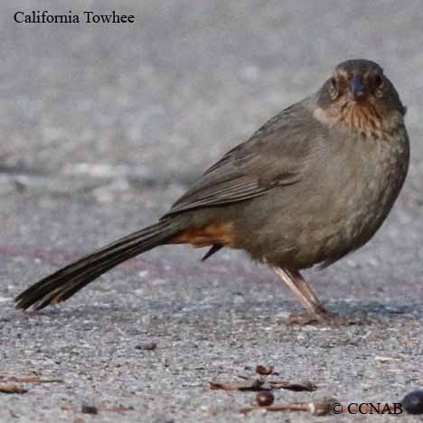 Birds of North America