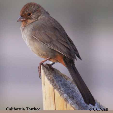 Birds of North America