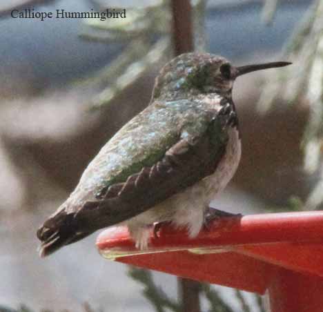 Birds of North America