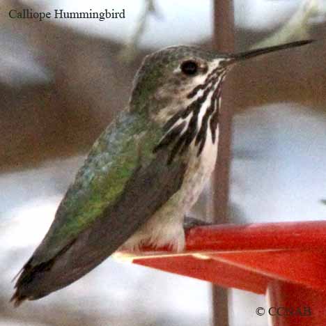 Birds of North America