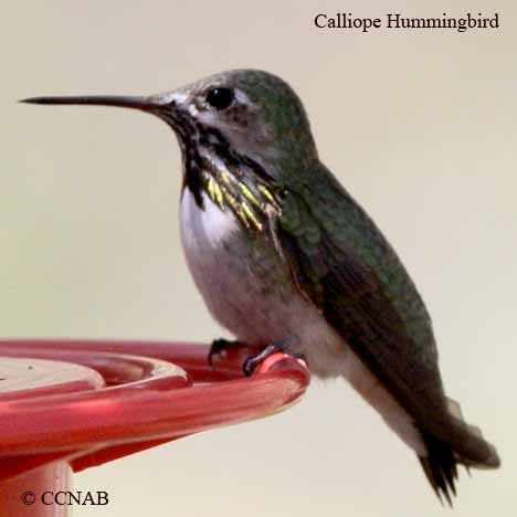 Calliope Hummingbird