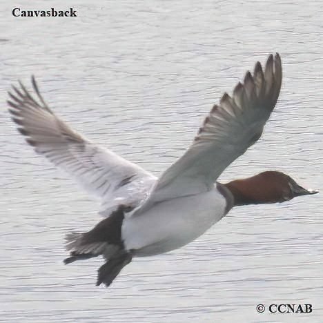 Birds of North America