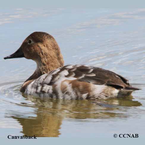 Birds of North America