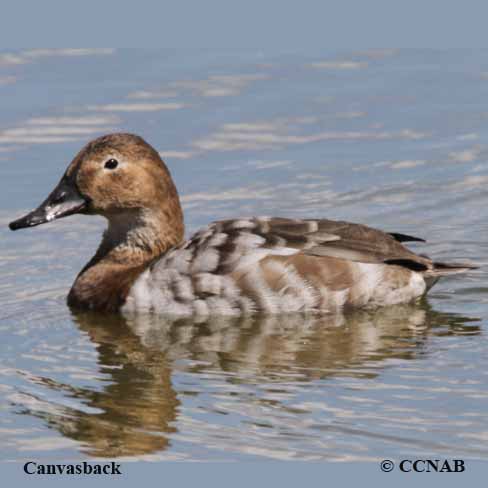 Birds of North America