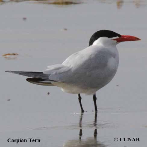 North American Terns