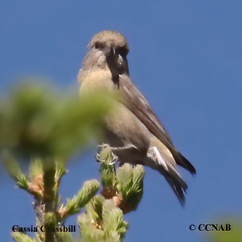 Birds of North America