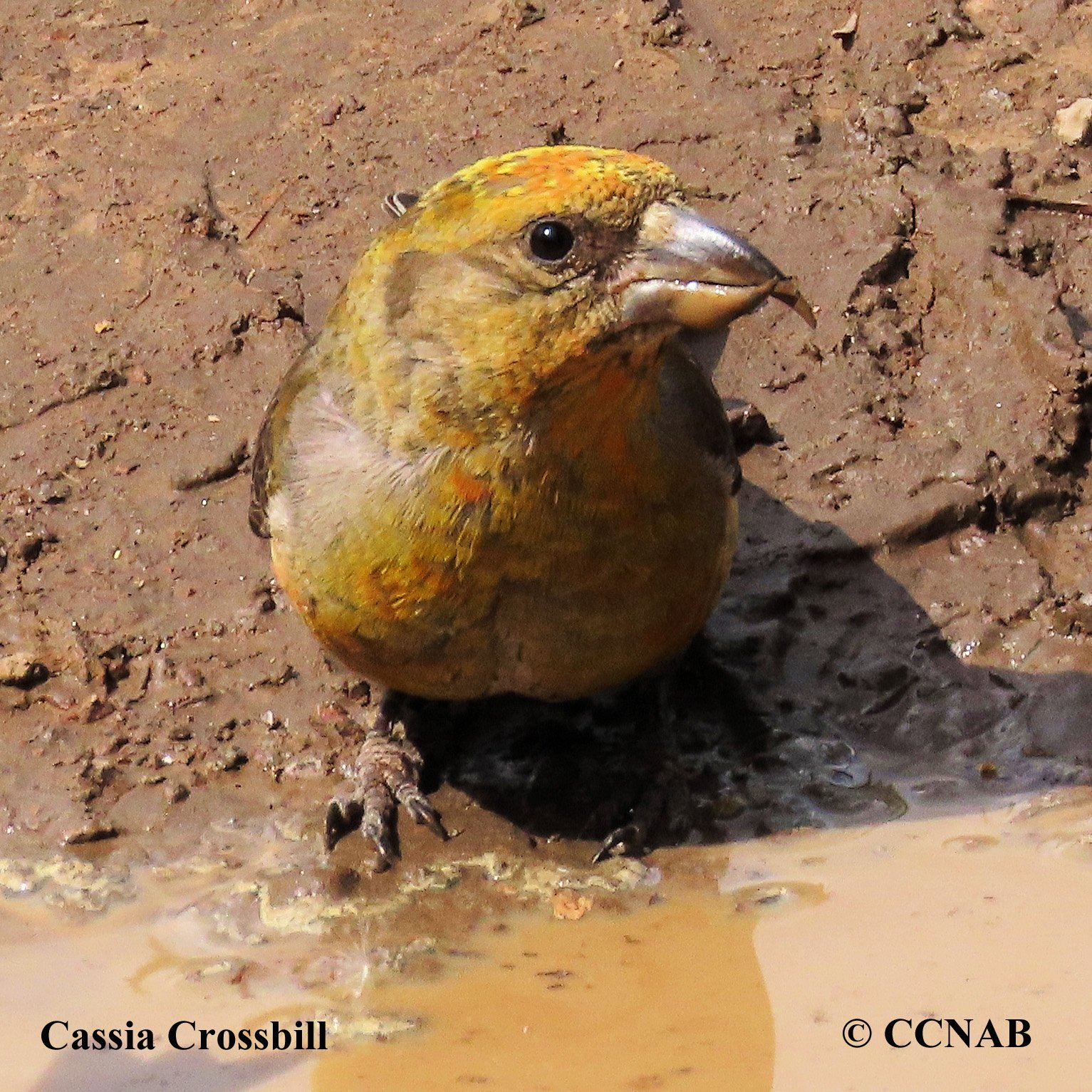 Cassia Crossbill range map