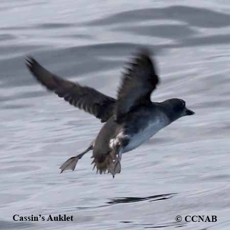 Birds of North America