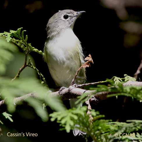 vireos