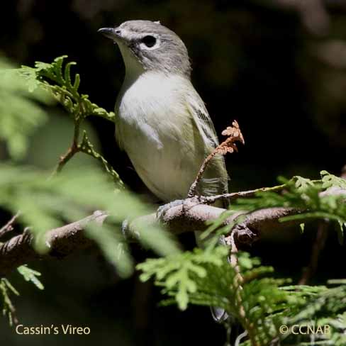 Birds of North America