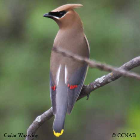 Birds of North America