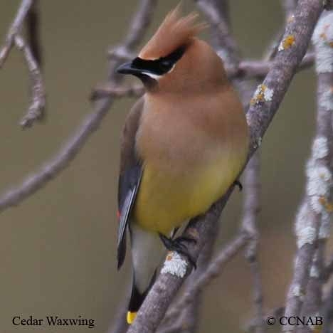 Birds of North America