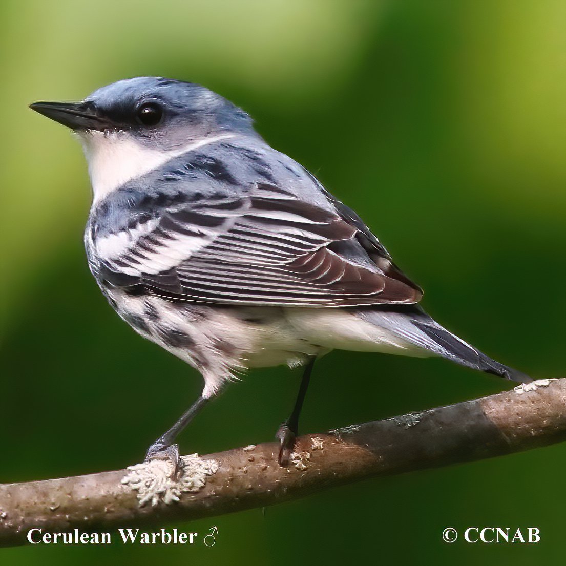 Cerulean Warbler