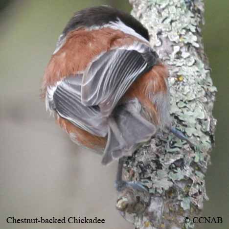 Birds of North America