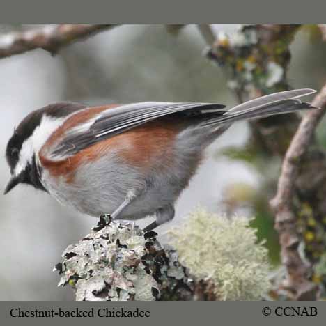 Birds of North America