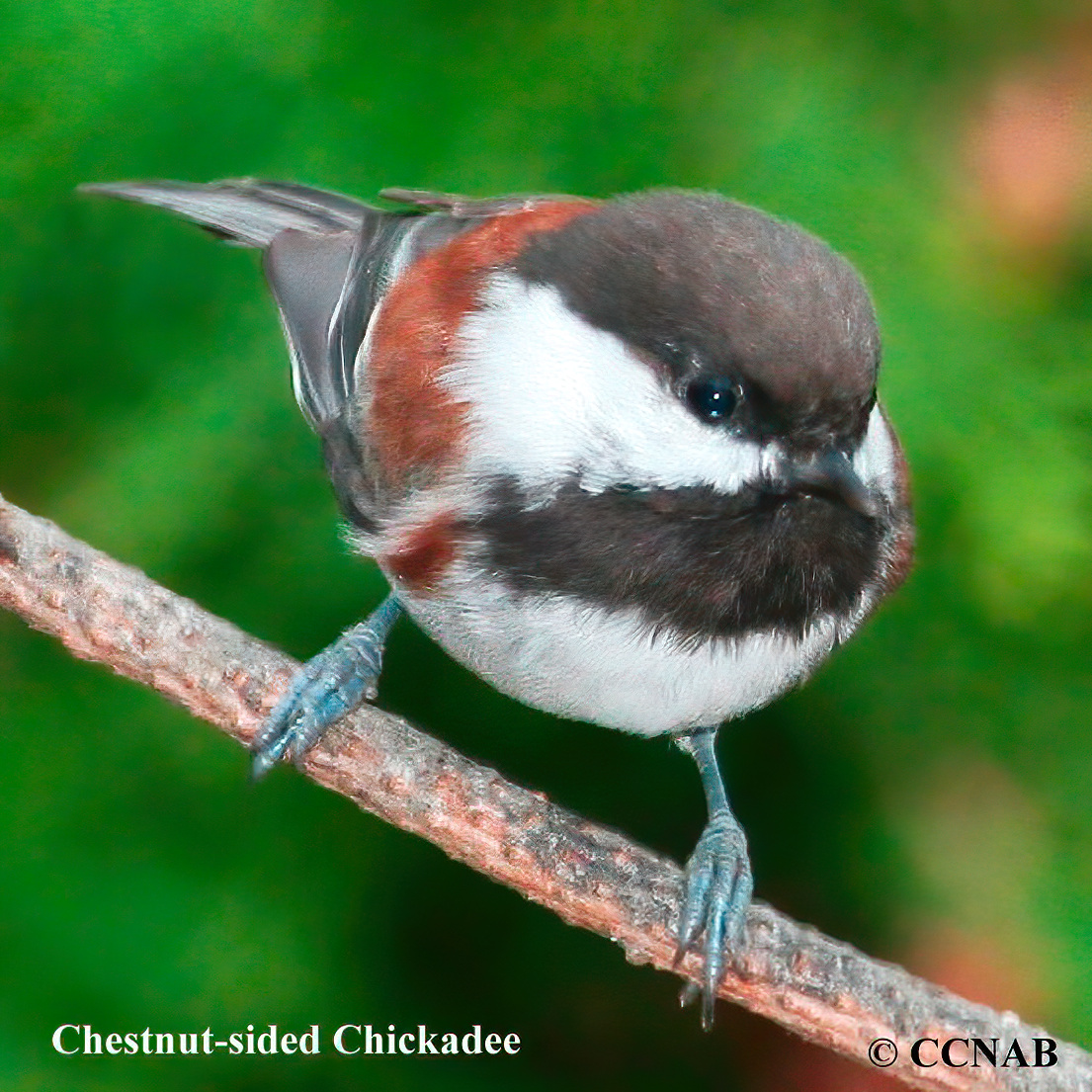 Birds of North America