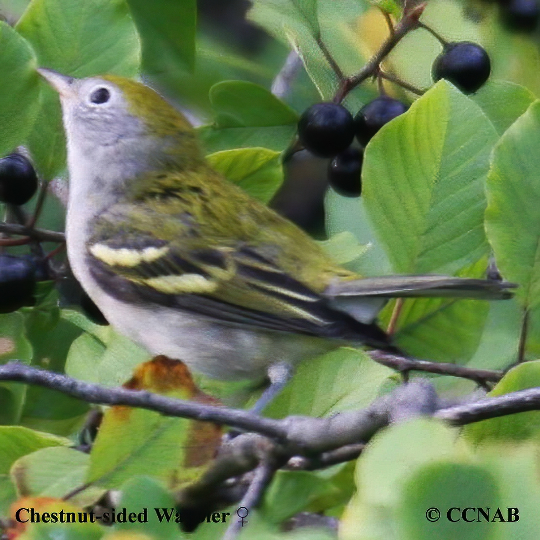 Birds of North America