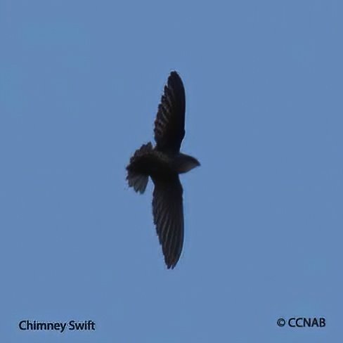 Chimney Swift