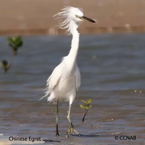 Chinese Egret