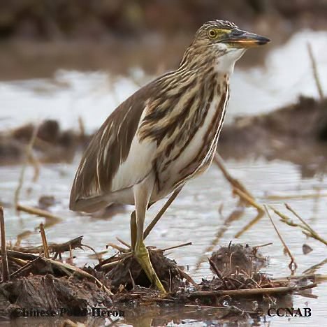 Birds of North America